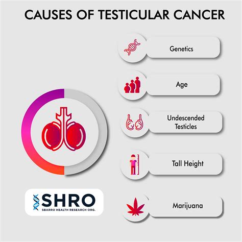 Testicular Cancer Causes And Risk Factors Dr Antonio Giordano