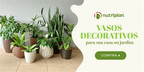 Hort Nsia Como Cultivar Essas Flores Blog Plantei