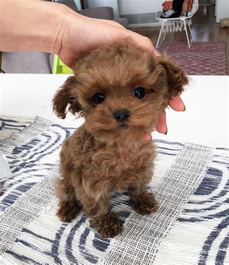 Red Female Teacup Maltipoo Puppy Tiny Iheartteacups