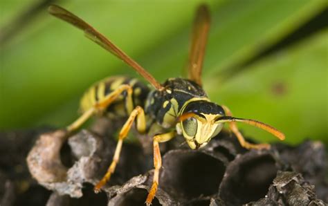 Understanding Wasps And Wasp Nest Removal A Comprehensive Guide