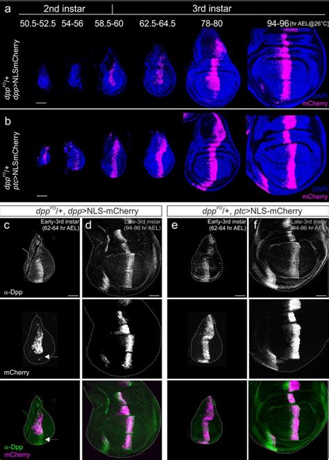 Dpp From The Anterior Stripe Of Cells Is Crucial For The Growth Of The