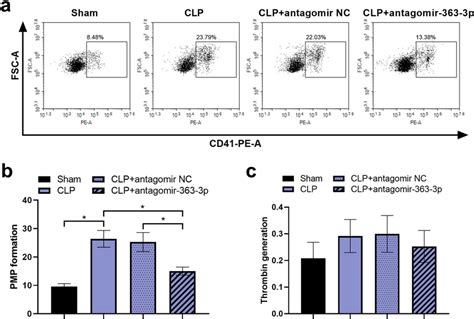 Knockdown Of MiR 363 3p Decreases CLP Induced PMP Formation And TG In