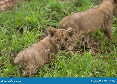 Lion Cub In The Wild Africa Safari Stock Photo Image Of South Cute