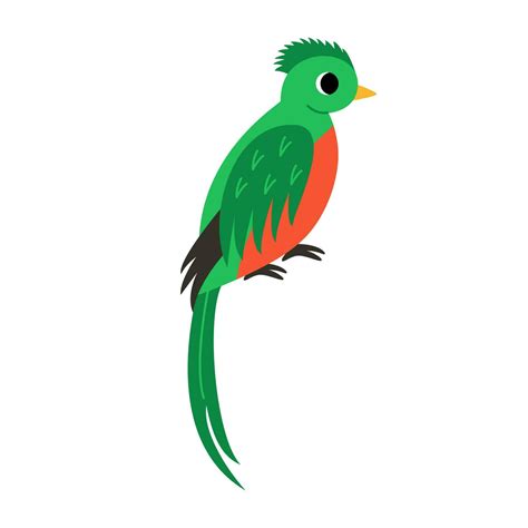 vector illustration  cute quetzal bird isolated  white background