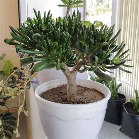 Crassula Jade Plants Care Tips Propagation Guide