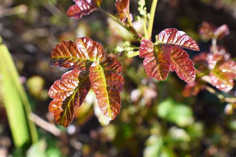 Wall Street Journal reporter eats poison oak leaves to become immune ...