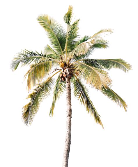 Coconut Palm Tree Foliage Exotic Plant Hd Png Png All