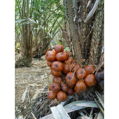 Jual Bibit Salak Pondoh Salak Super Siap Tanam Shopee Indonesia