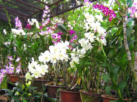 How To Make Your Homemade Orchid Potting Mix