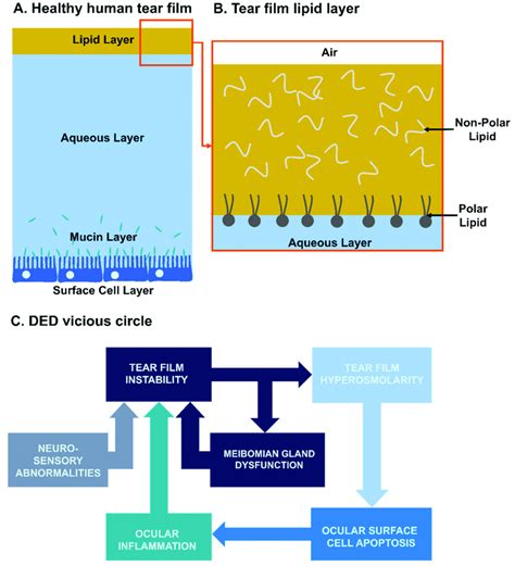 Structure Of The Tear Film And Simplified Pathogeny Of Ded A