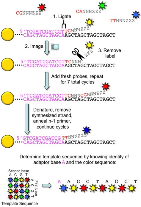 Gene Dna Sequence