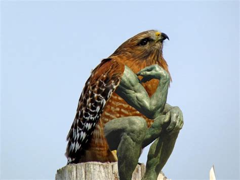 The Thinker. : r/birdswitharms 