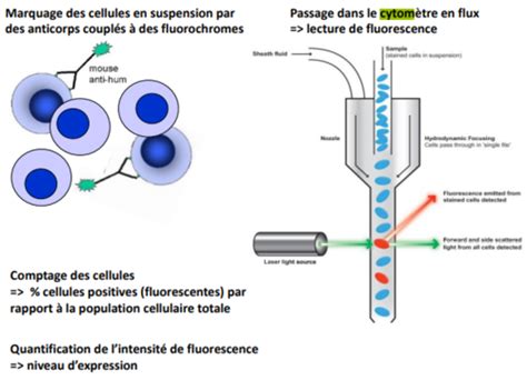 Biocell Cycle Cellulaire Flashcards Quizlet