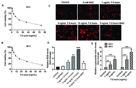 T 2 Toxin Promoted ROS Accumulation In MCF 7 Cells A B Cell