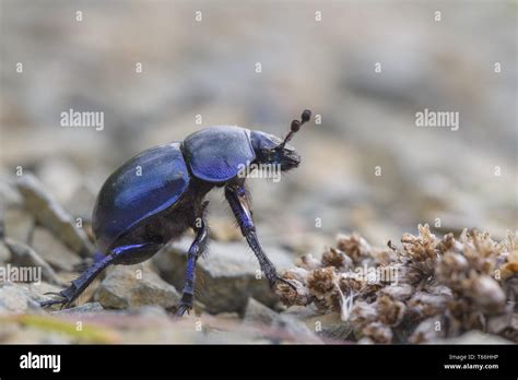 Earth Boring Dung Beetle Anoplotrupes Stercorosu Stock Photo Alamy