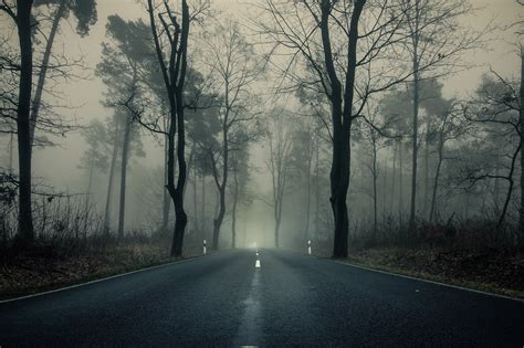 K Forests Roads Fog Trees Moss Hd Wallpaper Rare Gallery