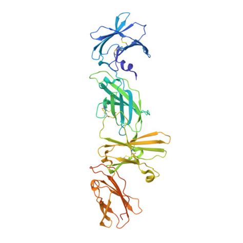 Rcsb Pdb 8u18 Cryo Em Structure Of Murine Thrombopoietin Receptor