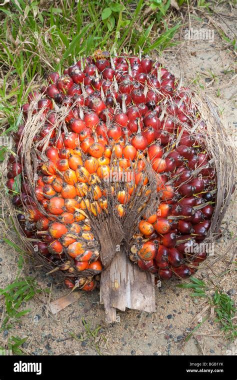 Palm Oil Fruit Tree | Fruit Trees