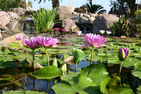 Aquatic Plants Offer Great Benefits - Pond & Water Feature Experts in ...