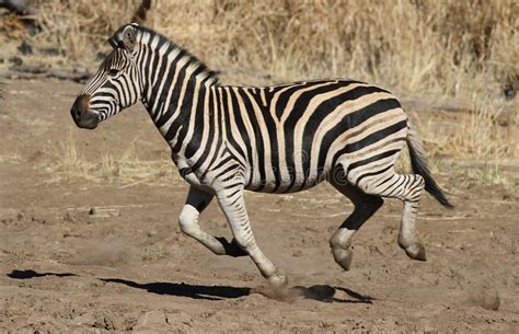 Plains Zebra Common Zebra Or Burchell S Zebra Equus Quagga Stock