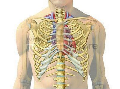 Location of heart inside chest cavity photo | e Medical Hub