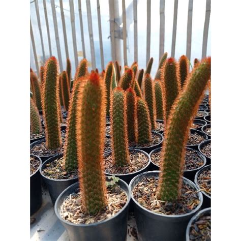 Jual Kaktus Cactus Ekor Tupai Merah Shopee Indonesia