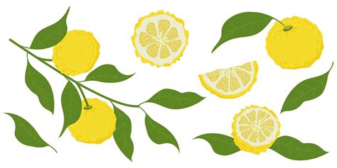 Hand Drawn Yuzu Fruit Set Of Yuzu Fruits Isolated On A White