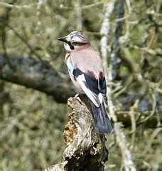 Category Garrulus Glandarius In England Wikimedia Commons