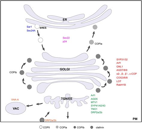 Frontiers An Update On The Key Factors Required For Plant Golgi