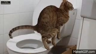 Caca GIF – Cat Poop Toilet – Upptäck och dela giffar