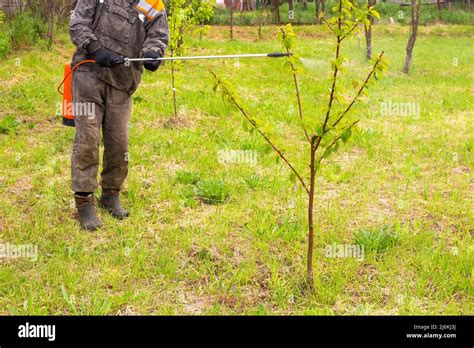 A Man In Overalls Sprays Young Fruit Trees Against Parasites And