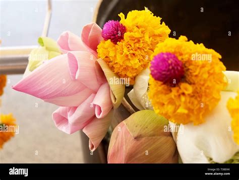 Buddhist Putting Lotuses And Marigold Flowers In Religion Bowl To