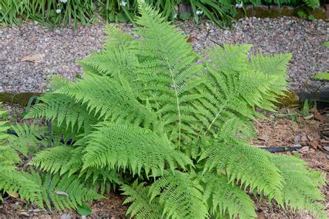 Lady In Red Fern