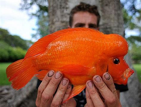 Midas Cichlid Amphilophus Citrinellum Tropical Fish Keeping