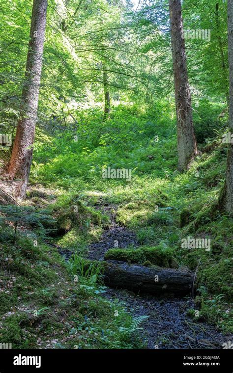 Europe Germany Baden Wuerttemberg Swabian Franconian Forest Nature