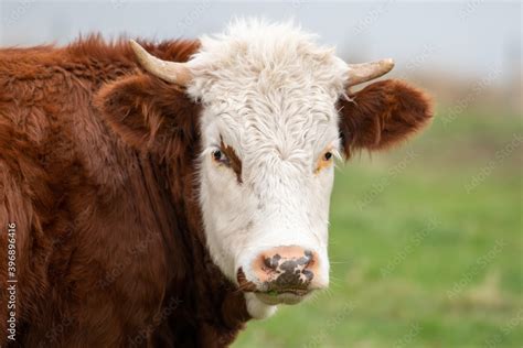 A Hereford Cow With A White Head Dark Eyes Large Ears And A Red To