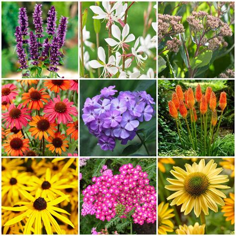 Late Flowering Perennials Collection | Interest For Late Summer – Roots