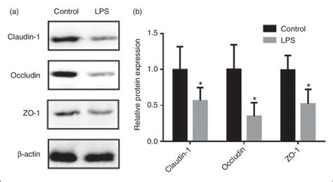 Effect Of Lps Injection On The Expression Of Tight Junction Tj