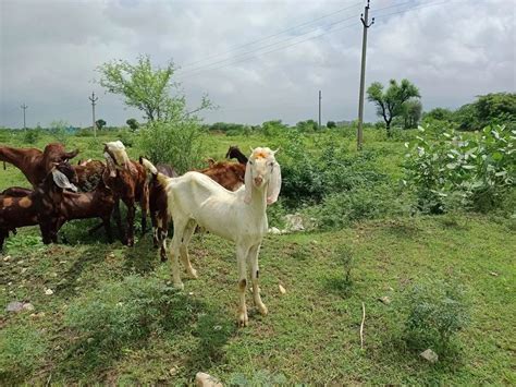 White Sojat Goat 25 At Rs 400 Kg In Ajmer ID 26534005288