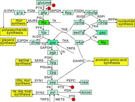 Central Carbon Metabolic Network Of Escherichia Coli The Light Blue