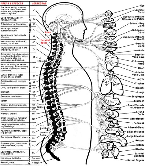 spine chart with numbered vertebrae - Yahoo Image Search Results in ...