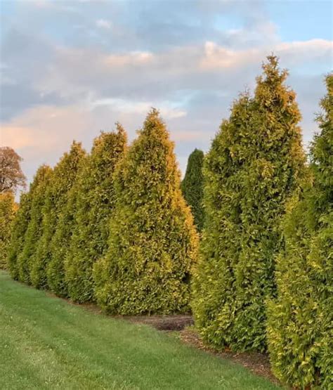 THUJA TUJA SUNKIST W DONICY Drzewka Faworytka Pl