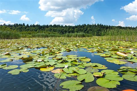 Naturschutzgebiete In Deutschland