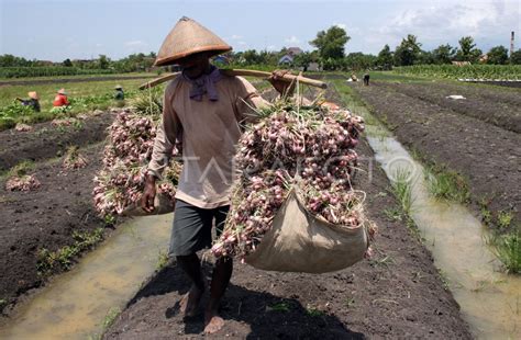 Panen Bawang Merah Antara Foto