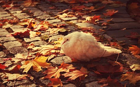 Autumn Bird Wallpapers Wallpaper Cave