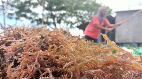 Budidaya Rumput Laut Jadi Peluang Usaha Di Tujuh Kabupaten Kota Se