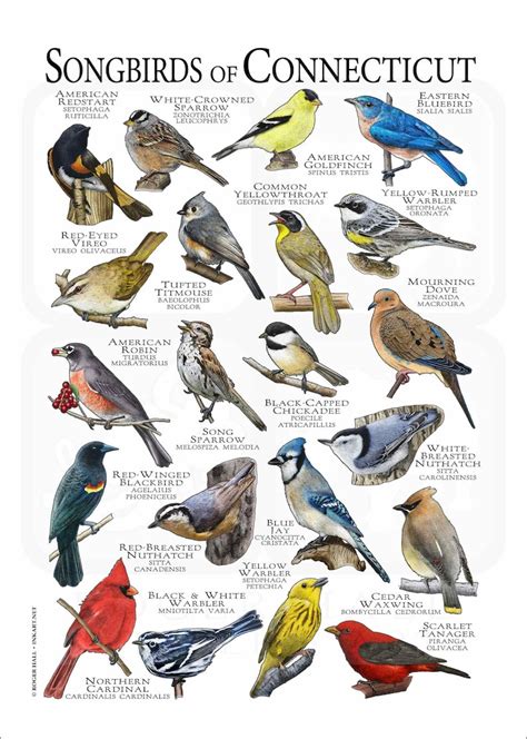 Songbirds Of Connecticut Poster Print Field Guide Etsy