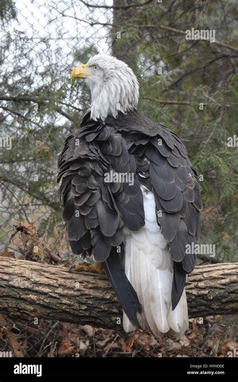 American bald eagle feet hi-res stock photography and images - Alamy