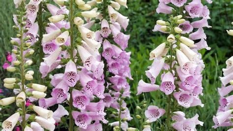 Foxgloves Care And Growing Guide Expert Tips For Success Homes And Gardens