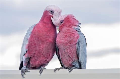 Rose Breasted Cockatoo Health, Colors, Care and Personality - PetGuide ...